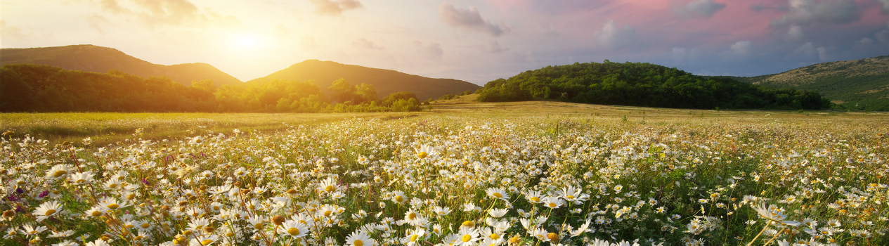 Daisy Flower Meaning & Symbolism