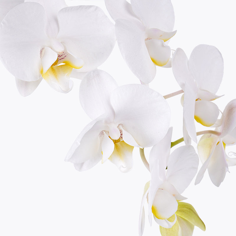 Orchid Opulence Hamper