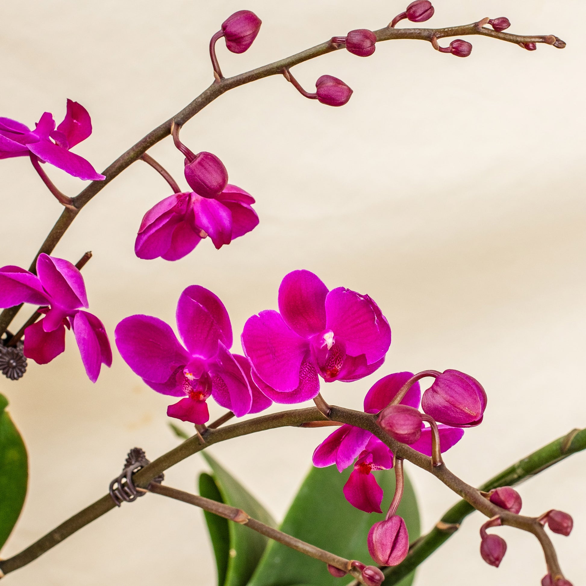 plants_potted Purple Mini Phalaenopsis Orchid