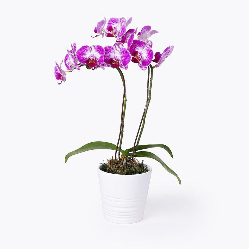 Enchanted Mini Orchid