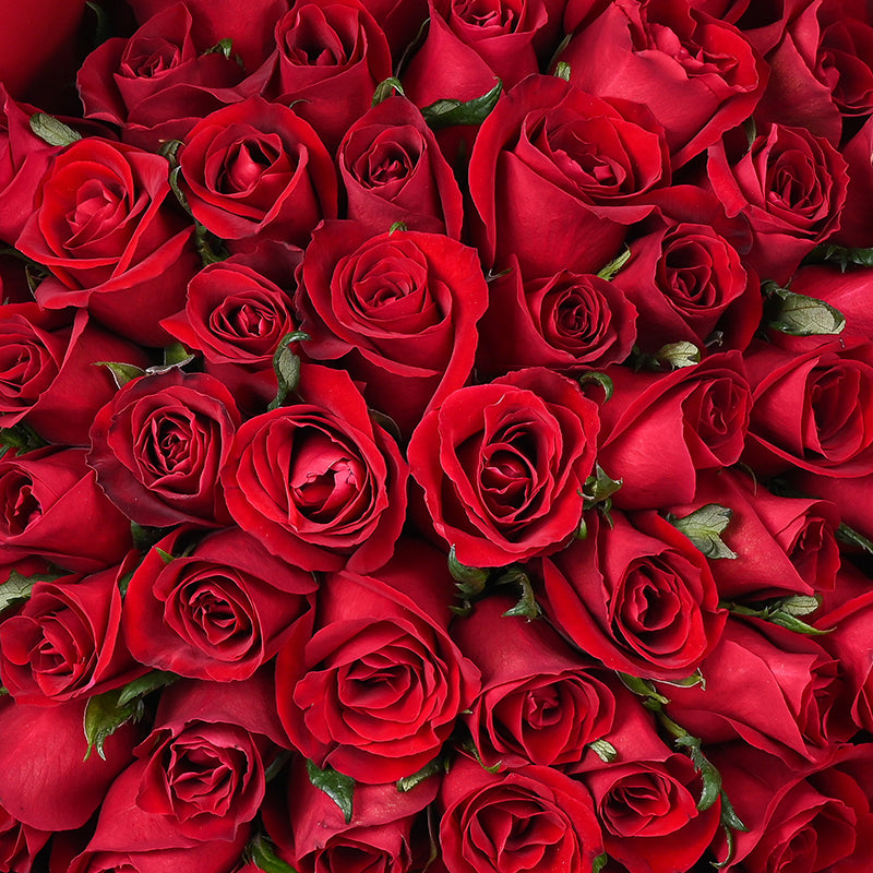 50 roses - Scarlet Heart