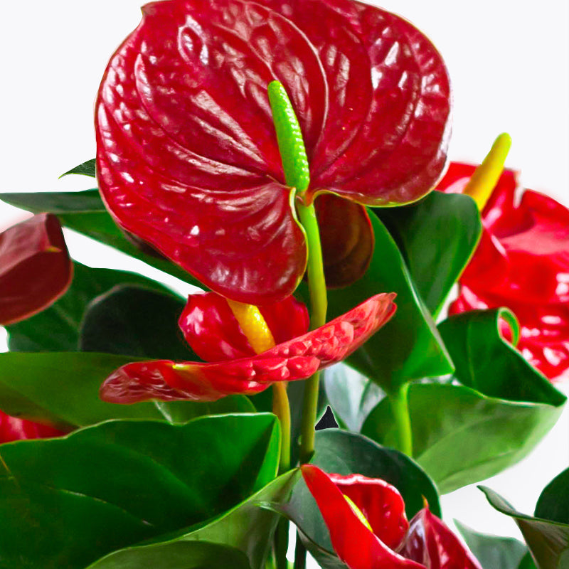 plants_potted Anthurium