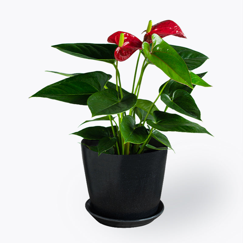 plants_potted Anthurium