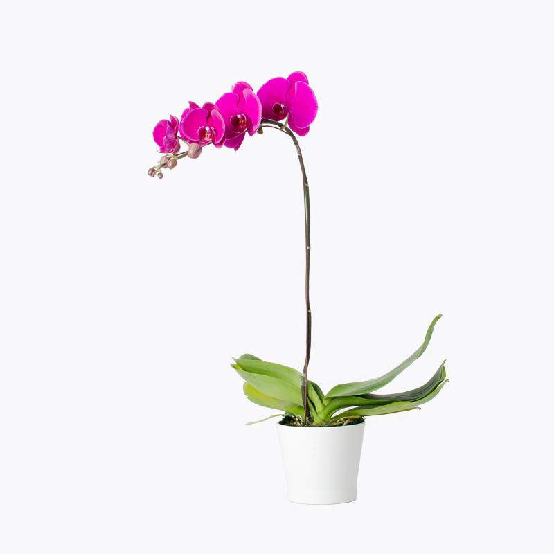 flowers_potted Exquisite Purple Orchid