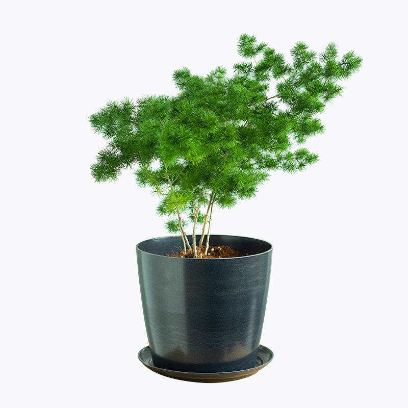 plants_potted Ming Fern
