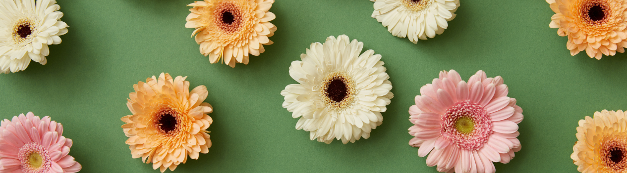 Daisy Flower Meaning & Symbolism