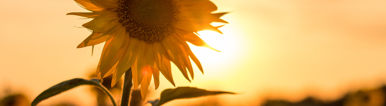 Sunflower Meaning & Symbolism