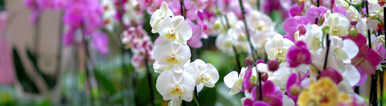 Send A Gift!_orchids-flower-delivery