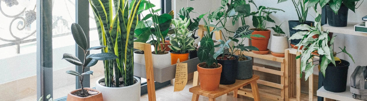 Get The Best Indoor Plants Here!_bloomspace-potted-indoor-plants