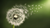 The Meaning Of Dandelions and Symbolism