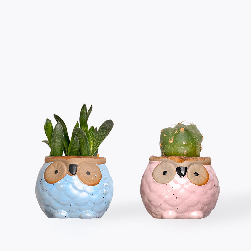 Owlsome Succulent Gift Box