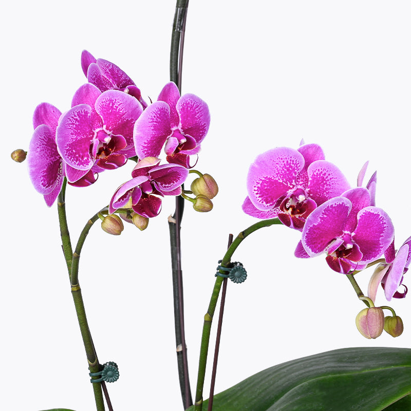 Orchid Abundance Hamper