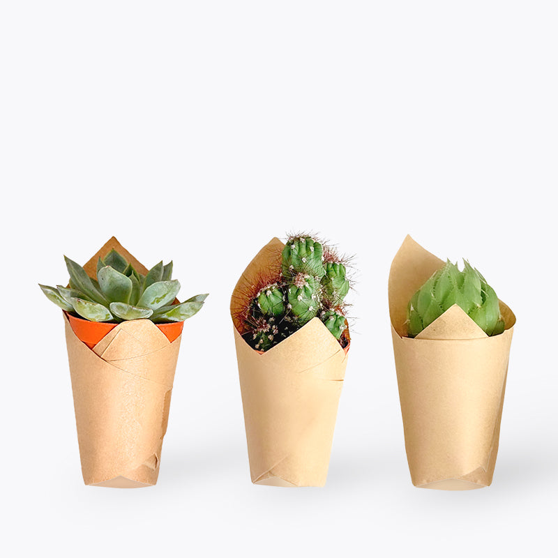 Comfy Home Gift Box