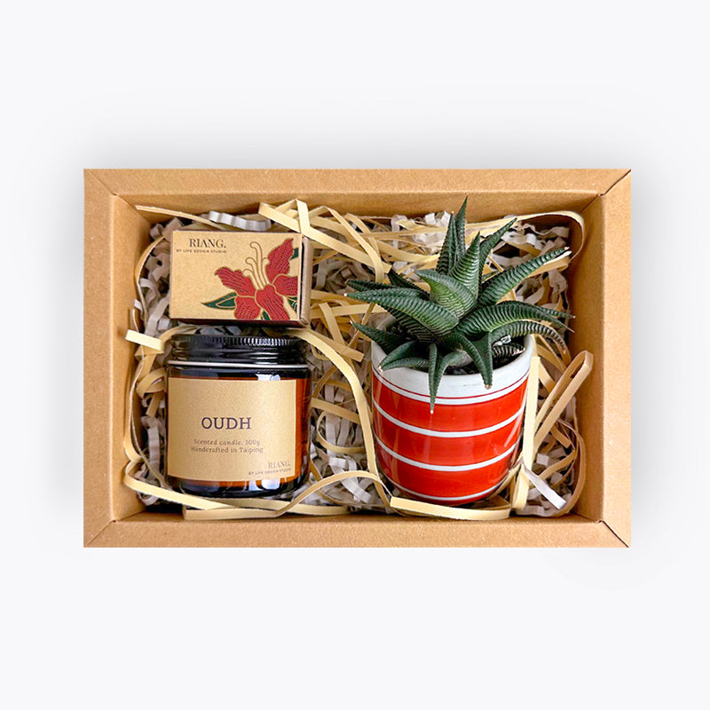 Cosy Day Succulent Gift Box