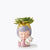 Miss Succulent