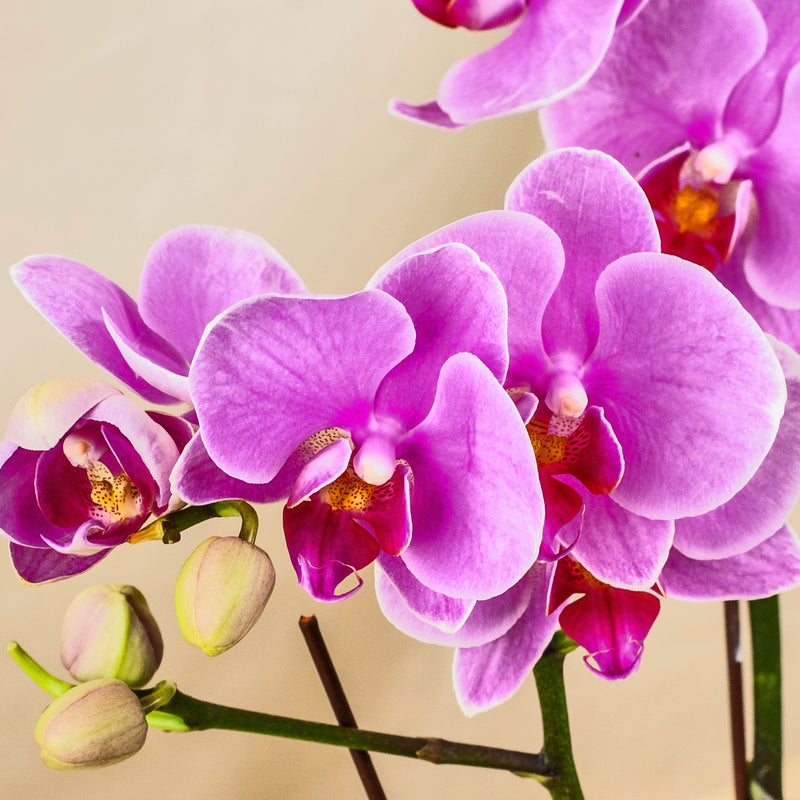 plants_potted Bright Delight Phalaenopsis Orchid