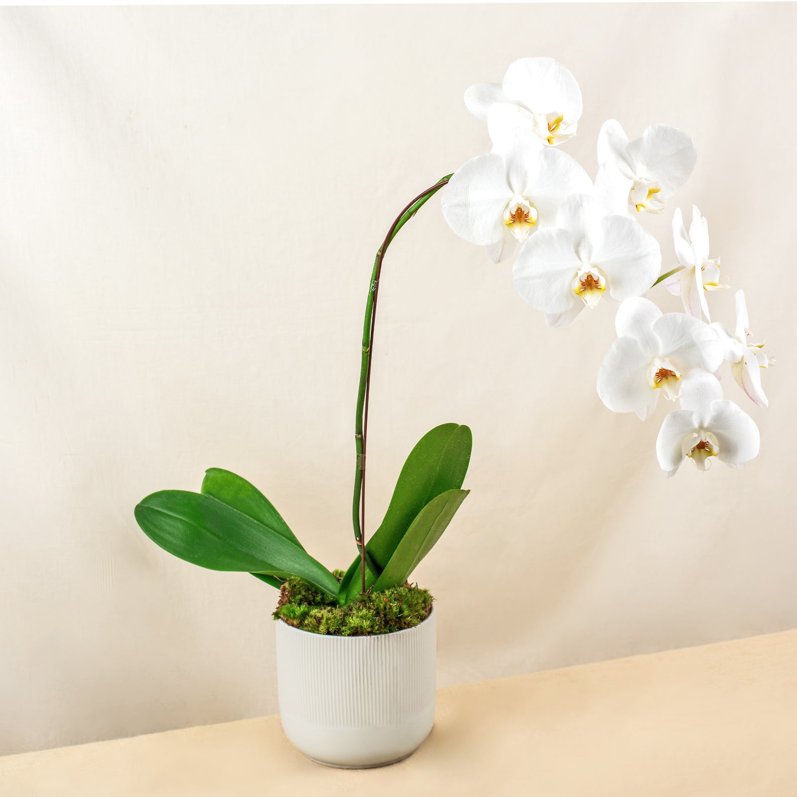 plants_potted Everlasting Phalaenopsis Orchid