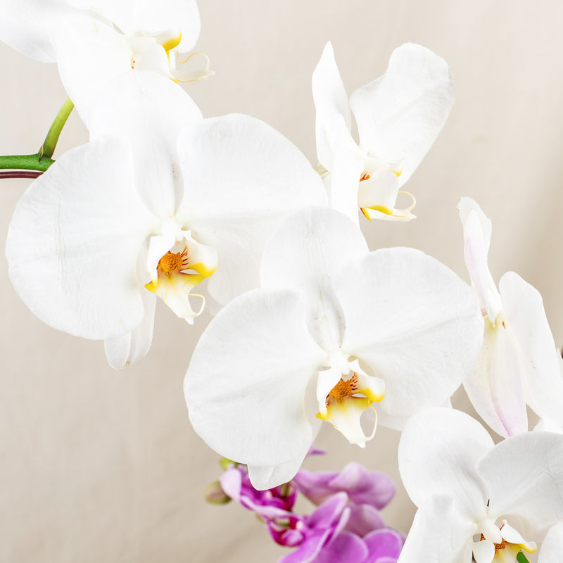 plants_potted Everlasting Phalaenopsis Orchid