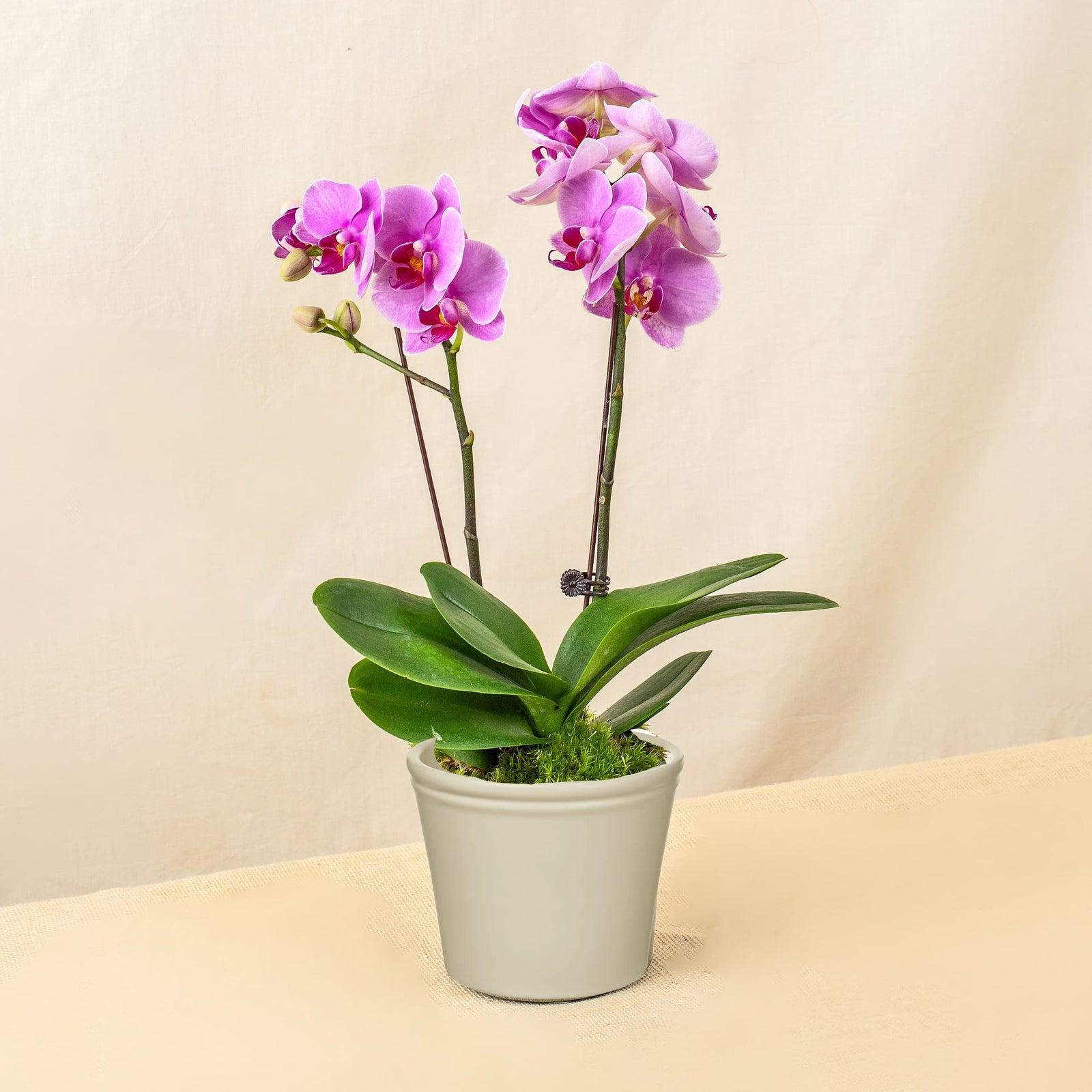 Bright Delight Phalaenopsis Orchid