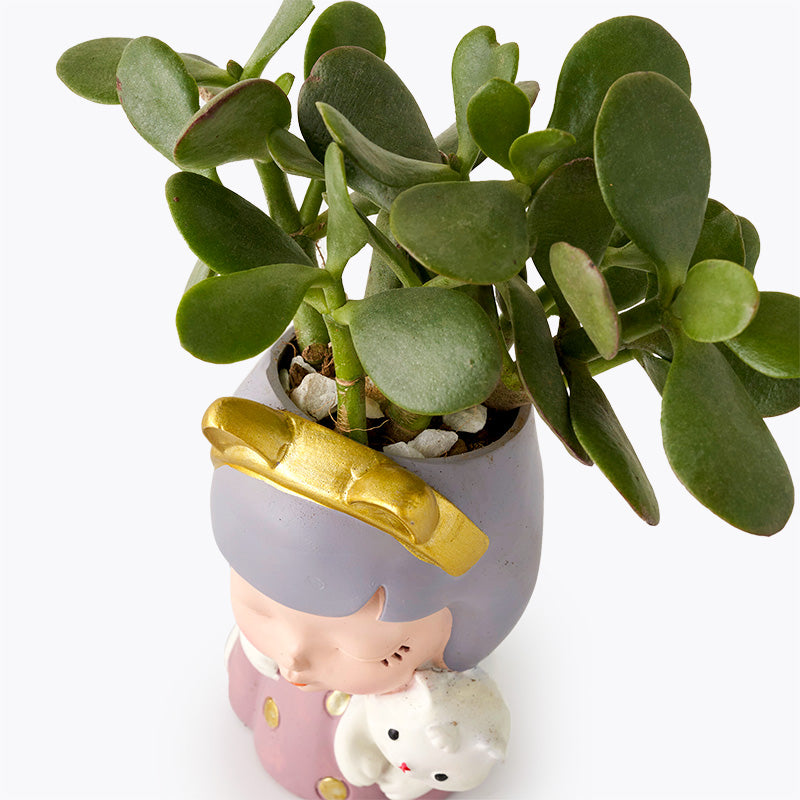 plants_potted Miss Succulent