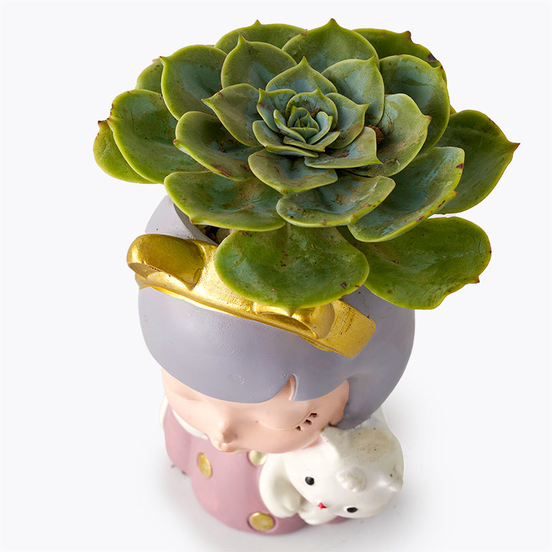 plants_potted Miss Succulent