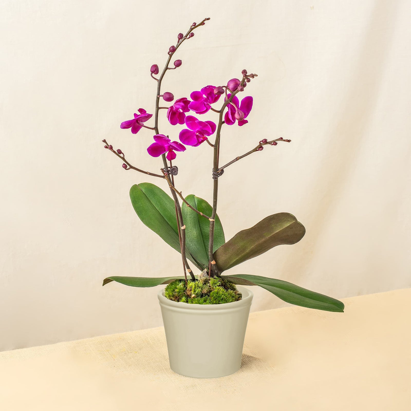 plants_potted Purple Mini Phalaenopsis Orchid