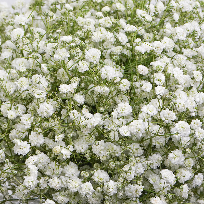 flowers_vase Sacred Bond