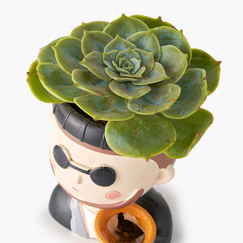 plants_potted Succulent Buddy
