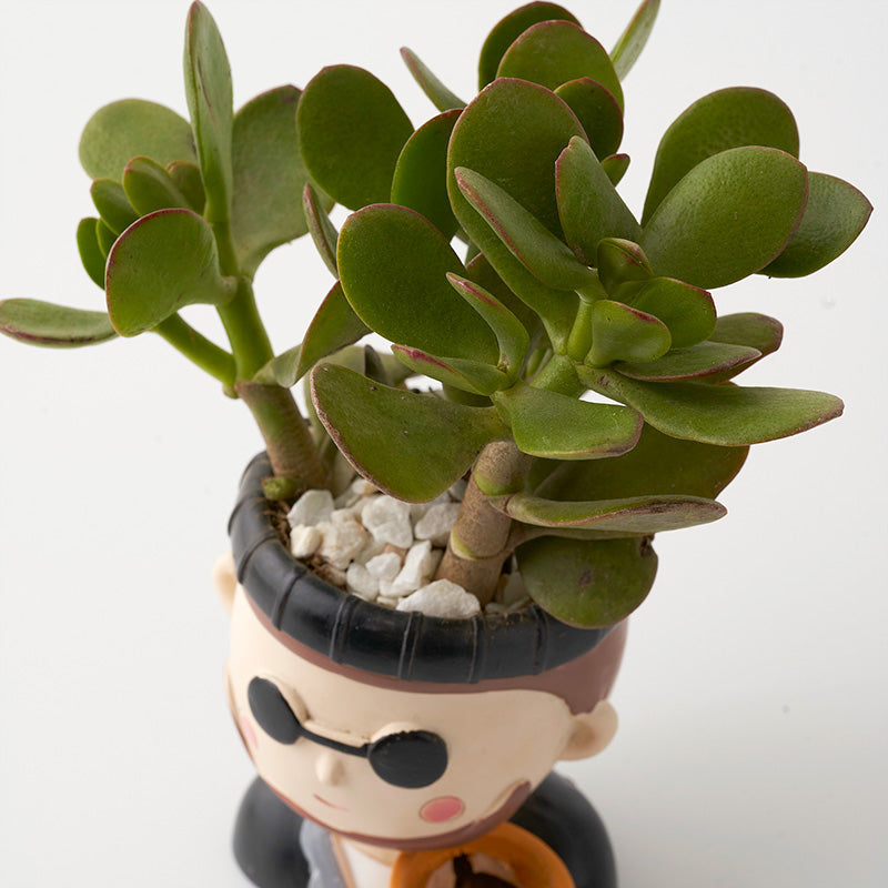 plants_potted Succulent Buddy
