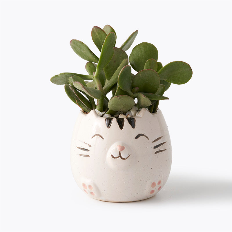 plants_potted Succulent Kitty