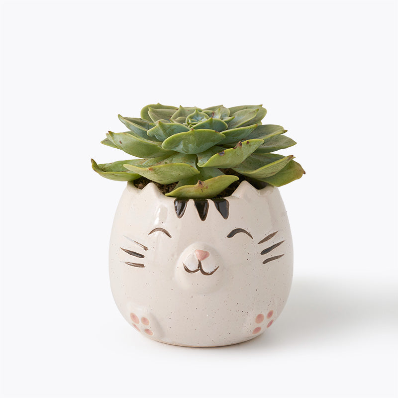 plants_potted Succulent Kitty