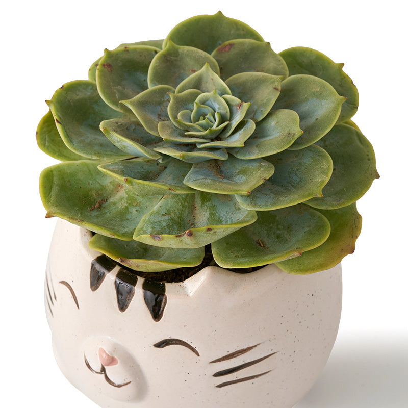 plants_potted Succulent Kitty