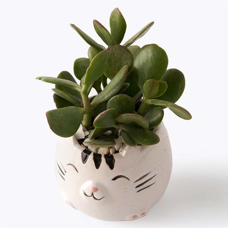 plants_potted Succulent Kitty