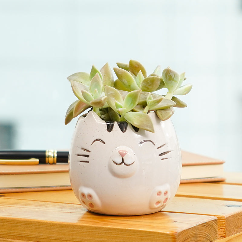 plants_potted Succulent Kitty