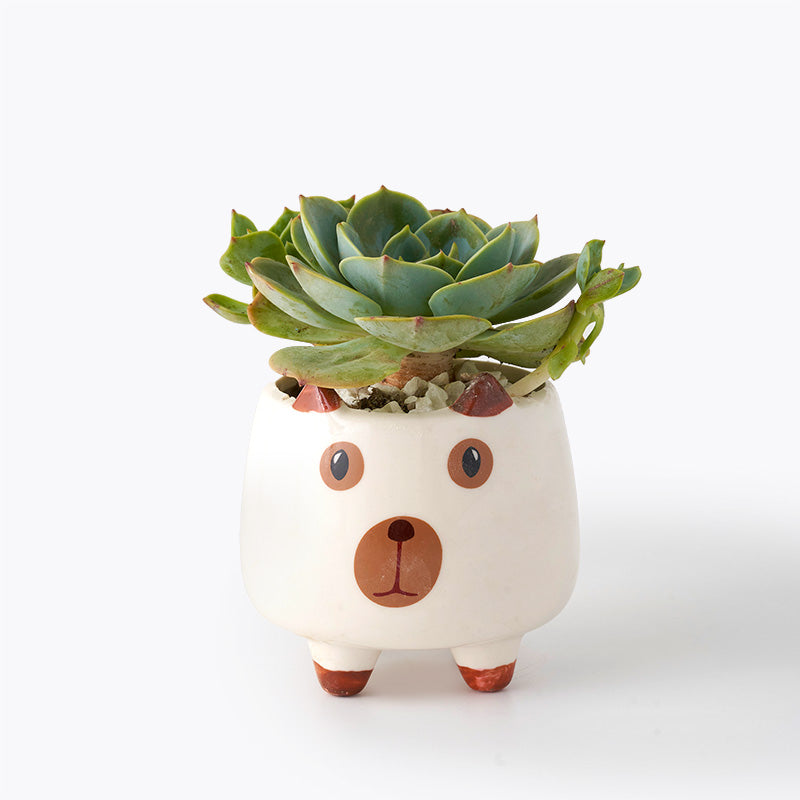 plants_potted Succulent Pooch