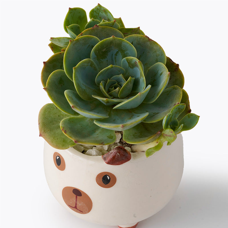 plants_potted Succulent Pooch