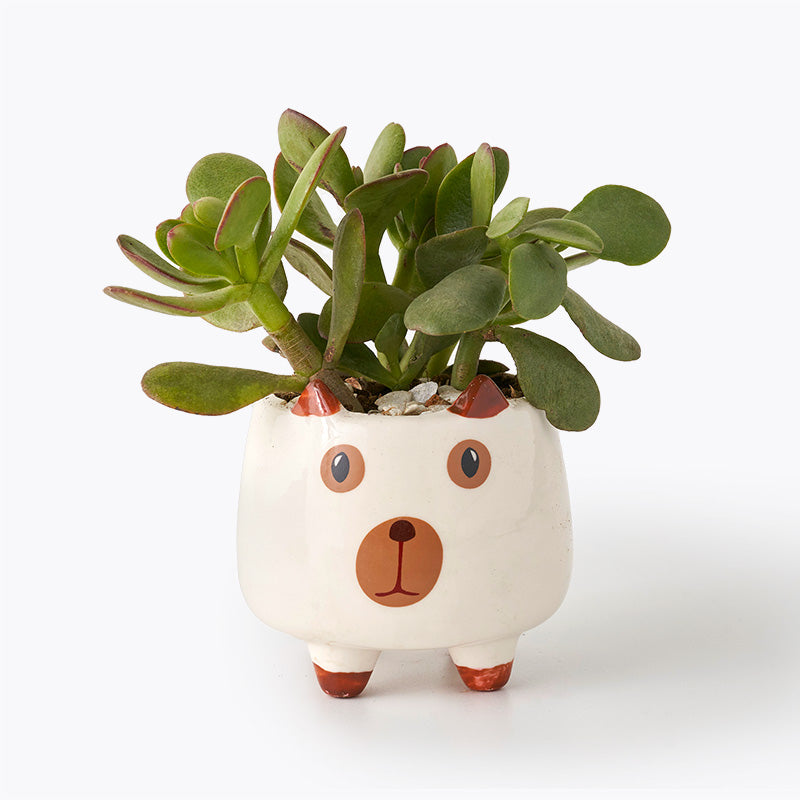 plants_potted Succulent Pooch