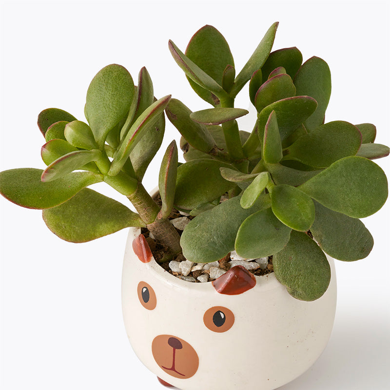 plants_potted Succulent Pooch