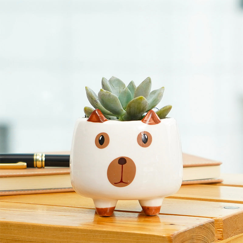 plants_potted Succulent Pooch