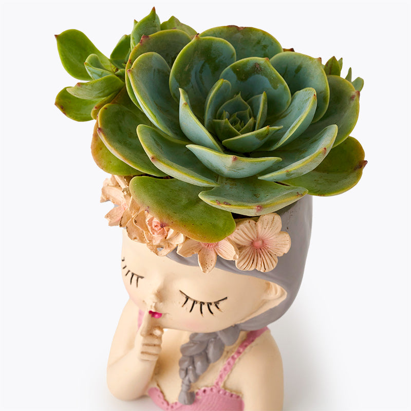 plants_potted Succulent Princess