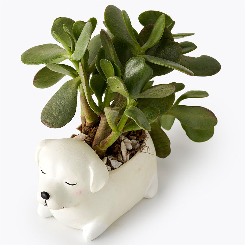 plants_potted Succulent Puppy