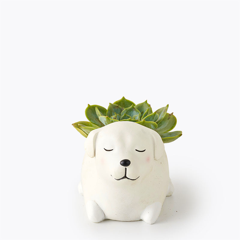 plants_potted Succulent Puppy