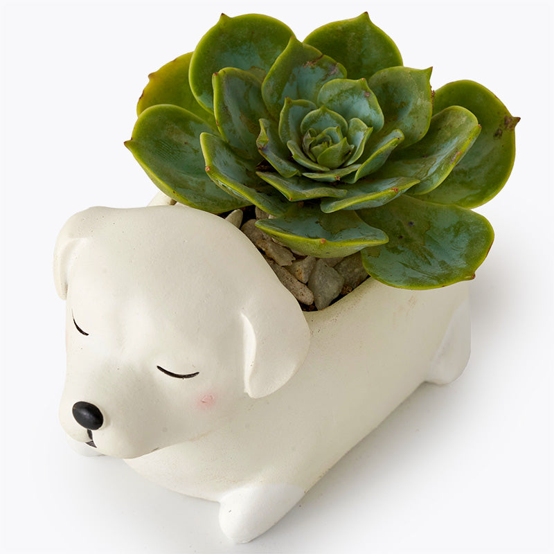 plants_potted Succulent Puppy