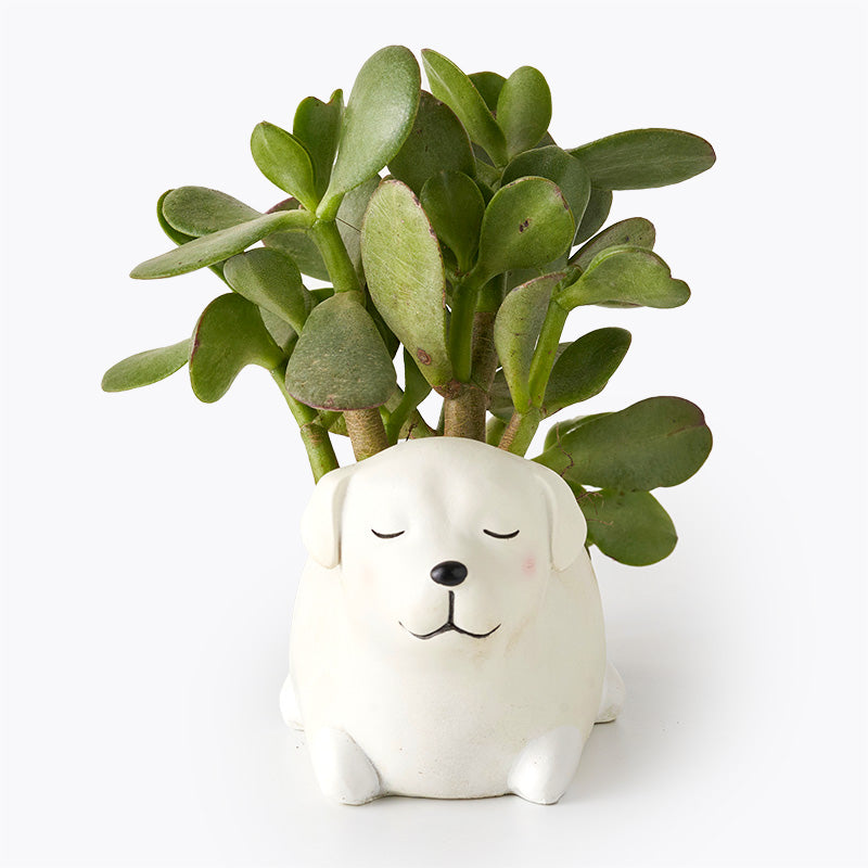 plants_potted Succulent Puppy