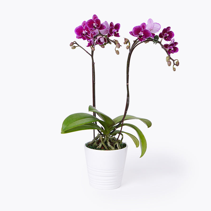Majesty Mini Orchid