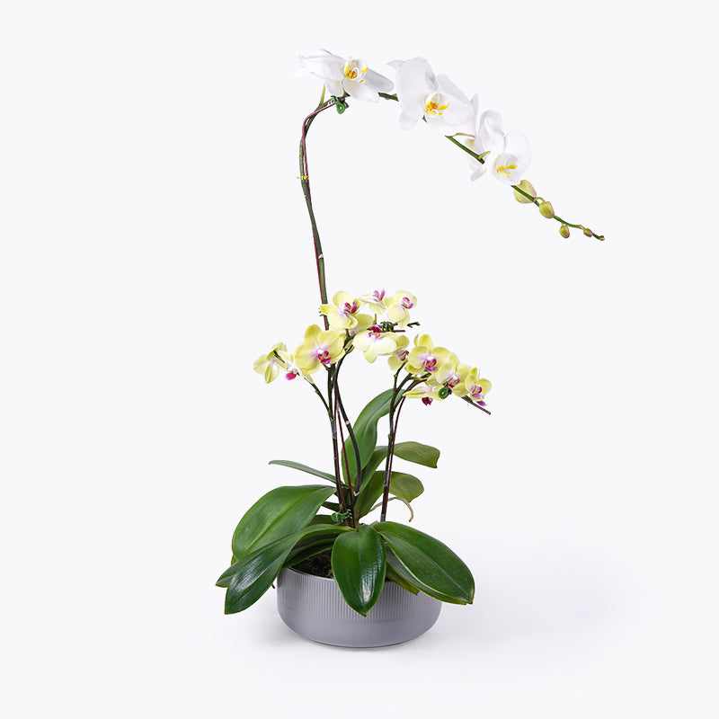 Sundaze Mini Orchid