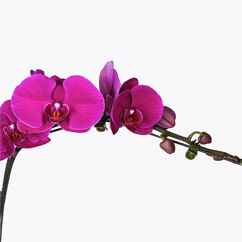 Magenta Melange Orchid