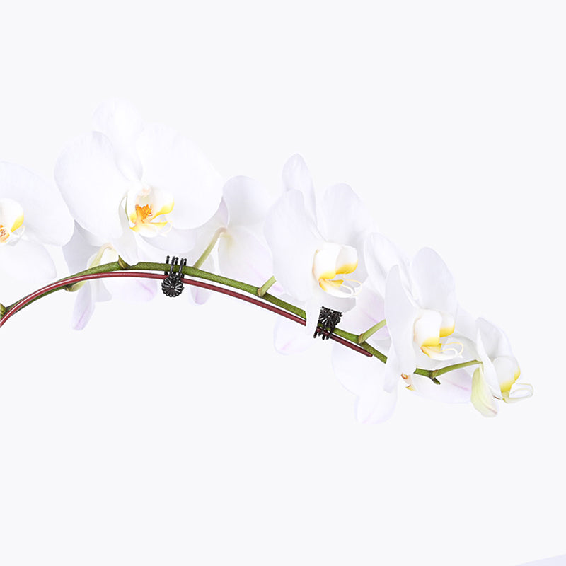 Pearl Treasures Orchid