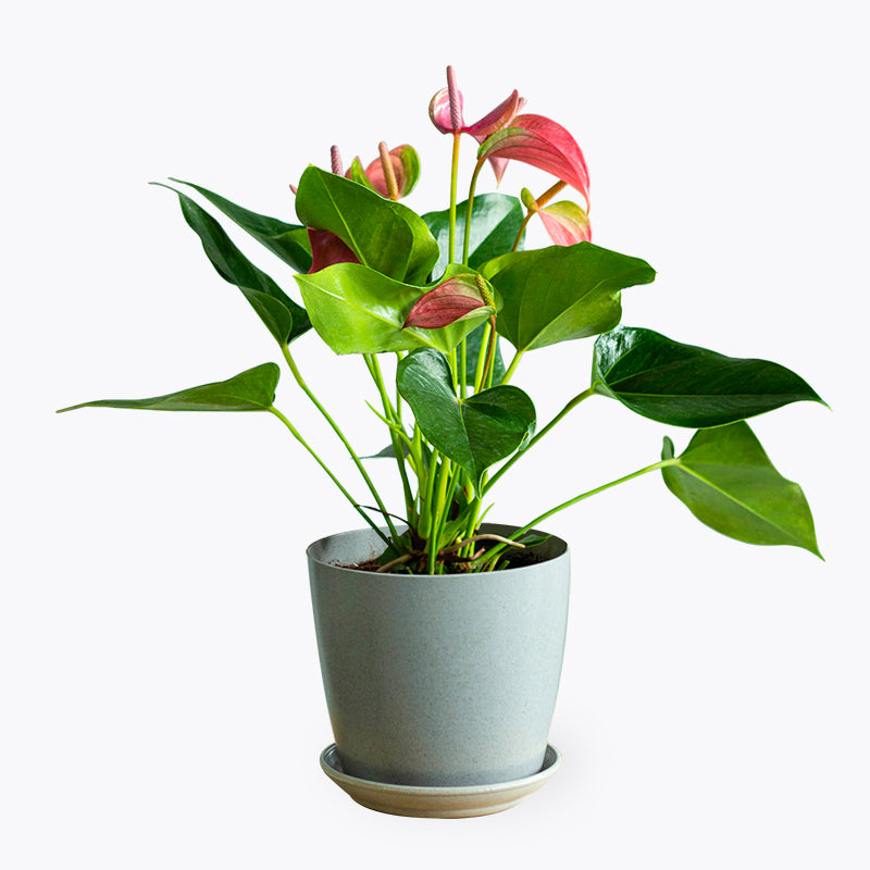 Anthurium Pink