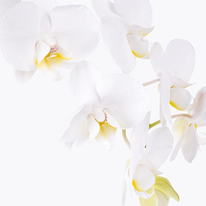 White Delight Orchid